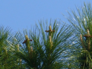 By an awesom design of God, tiny crosses sprout from pine trees just a couple of weeks before Easter.